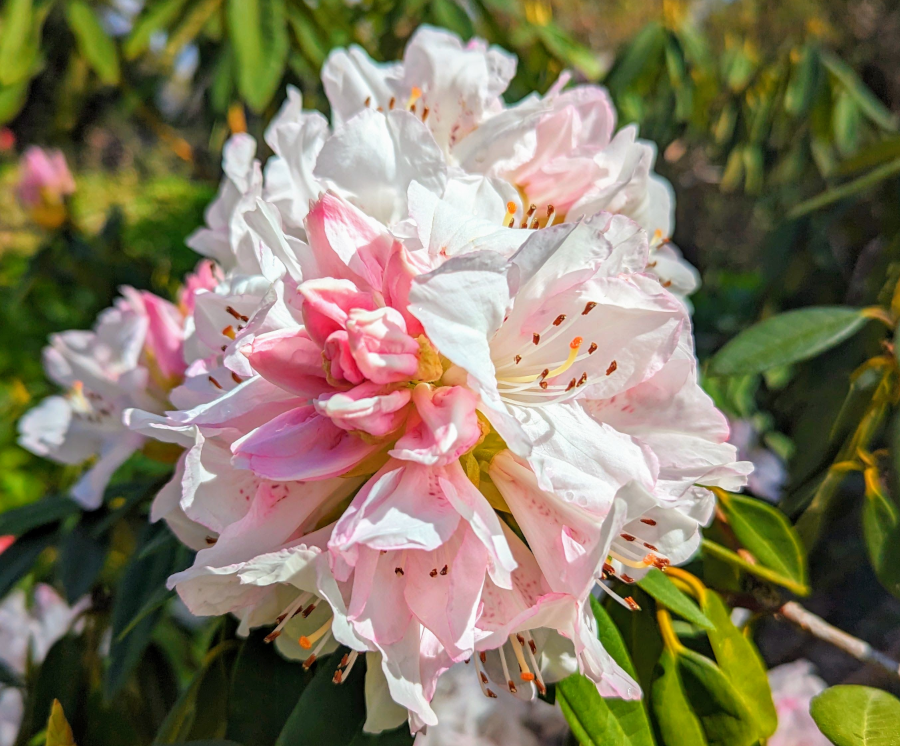 A photo of a single reddish-white Rhododendron in the foreground. Background is blurred with green foliage and smaller Rhododendrons. Also I stopped using gen AI for blog posts. This is a photo I have taken using a mboile phone camera.